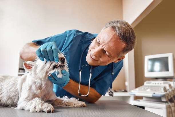 Best Emergency Dental Surgery in Union, OR